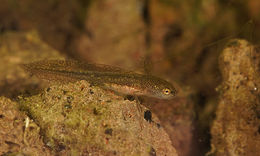 Image of Carpathian Newt