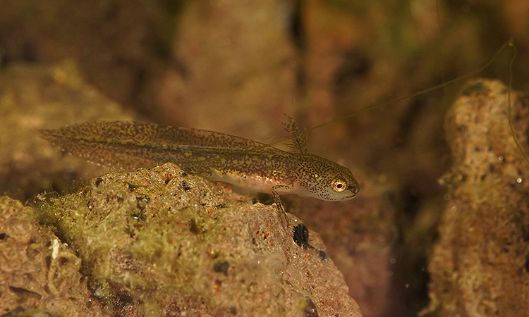 Image of Carpathian Newt