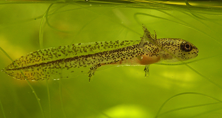 Image of Carpathian Newt