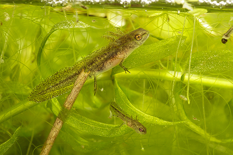 Image of Carpathian Newt