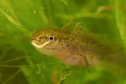 Image of Carpathian Newt