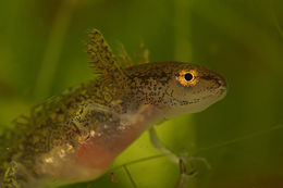 Image of Carpathian Newt