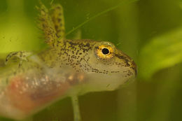 Image of Carpathian Newt