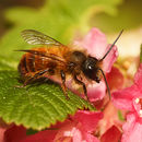 Image of Mason Bees