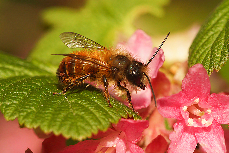 Image de Osmia rufa (Linnaeus 1758)