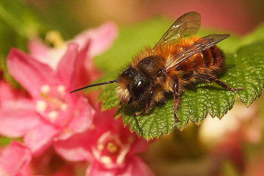 Image of Osmia rufa (Linnaeus 1758)