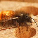 Image of Mason Bees