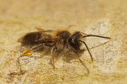 Image of Andrena praecox (Scopoli 1763)