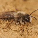 Image of Grey-backed Mining Bee