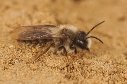 Image of Andrena vaga Panzer 1799