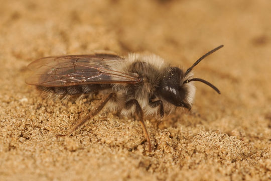 Image of Andrena vaga Panzer 1799