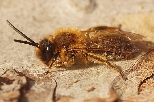 Andrena tibialis (Kirby 1802) resmi