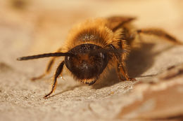 Image of Andrena tibialis (Kirby 1802)