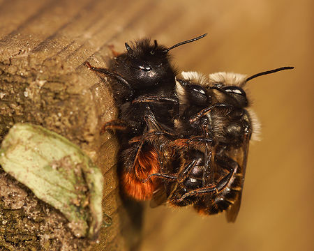 Image of Osmia cornuta (Latreille 1805)