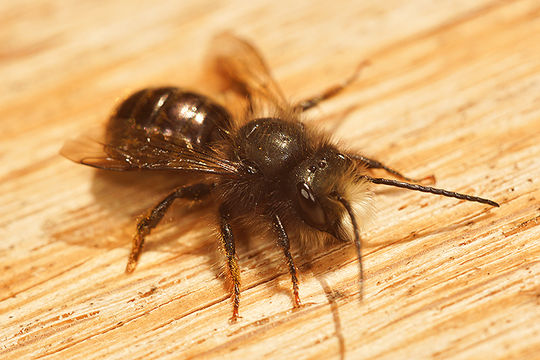 Image of Osmia cornuta (Latreille 1805)