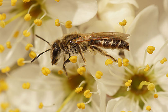 Image of Andrena ventralis Imhoff 1832