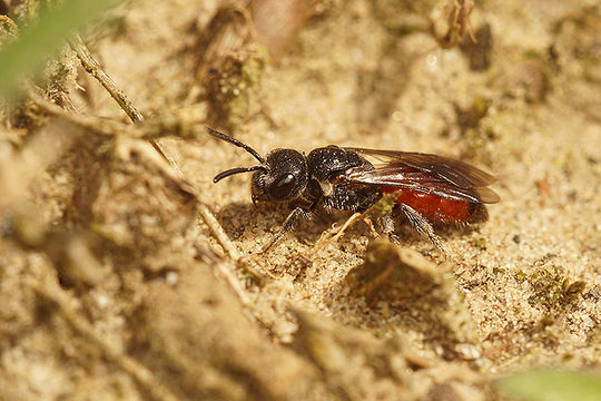 Image of Sphecodes Latreille 1804