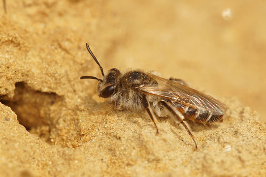 Andrena ventralis Imhoff 1832 resmi