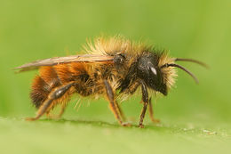 Imagem de Osmia rufa (Linnaeus 1758)