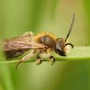 Image of early mining bee