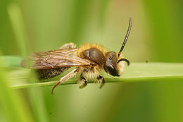 Image de Andrena haemorrhoa (Fabricius 1781)