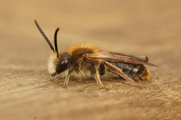 Image de Andrena haemorrhoa (Fabricius 1781)