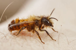 Image de Osmia rufa (Linnaeus 1758)