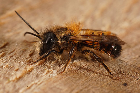 Image of Osmia rufa (Linnaeus 1758)