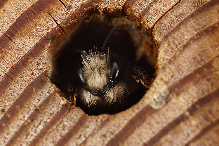 Image of Osmia rufa (Linnaeus 1758)