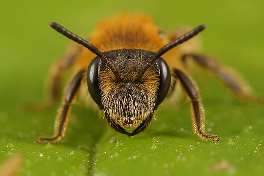 Image de Andrena dorsata (Kirby 1802)