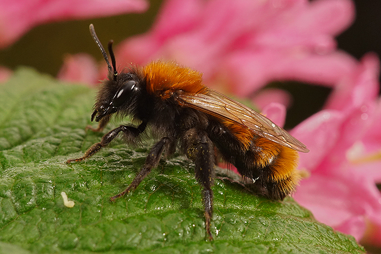 Image de Andrena fulva (Müller 1766)