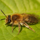 Image of Andrena mitis Schmiedeknecht 1883