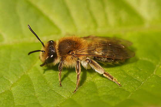 Image of Andrena mitis Schmiedeknecht 1883