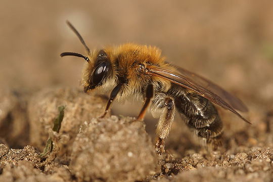 Andrena mitis Schmiedeknecht 1883 resmi