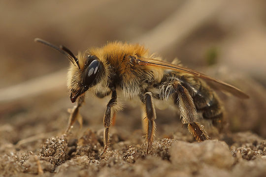 Image de Andrena mitis Schmiedeknecht 1883