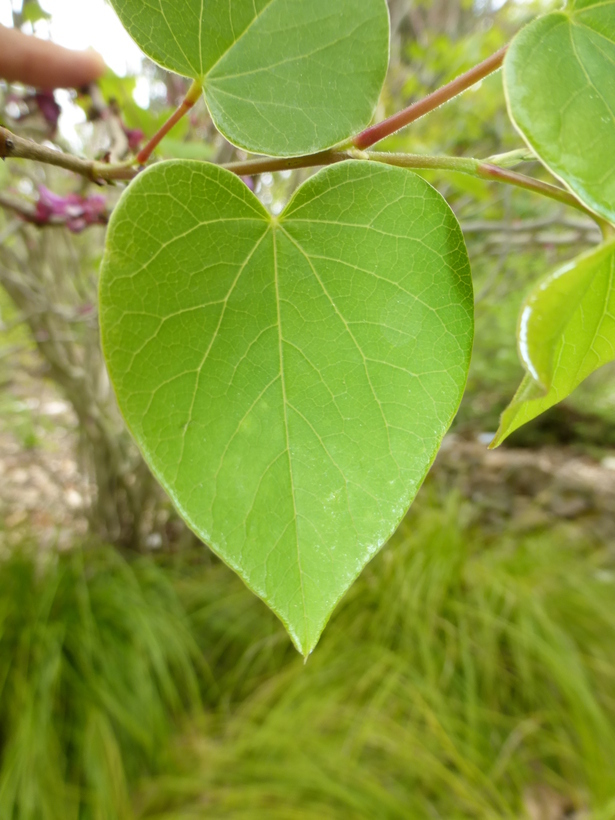 Imagem de Cercis chinensis Bunge