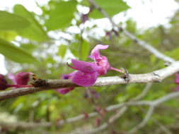 Imagem de Cercis chinensis Bunge