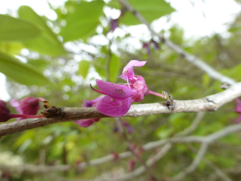 Слика од Cercis chinensis Bunge