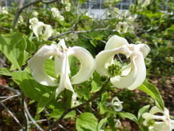 Image of Magic Dogwood