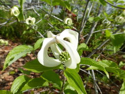 Image of Magic Dogwood