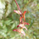 Image of Acer crataegifolium Sieb. & Zucc.