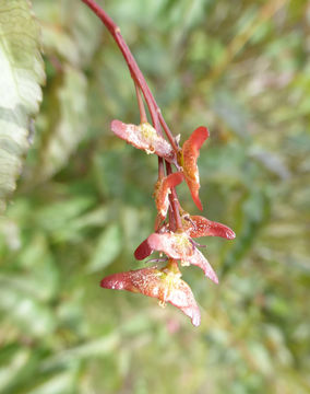 Image of Acer crataegifolium Sieb. & Zucc.