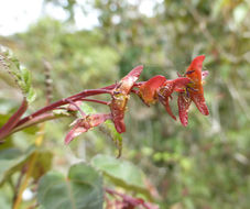 Imagem de Acer crataegifolium Sieb. & Zucc.