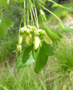 Image of Montpellier Maple