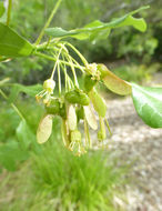 Image of Montpellier Maple