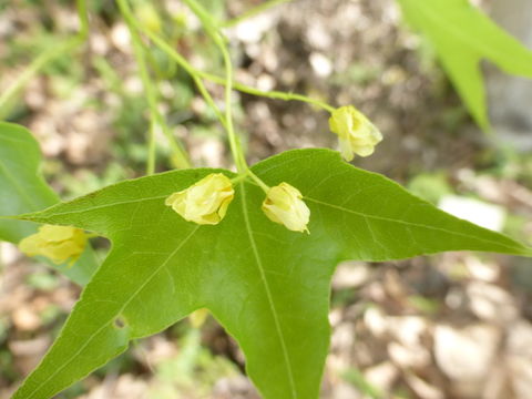 Sivun Acer truncatum Bunge kuva