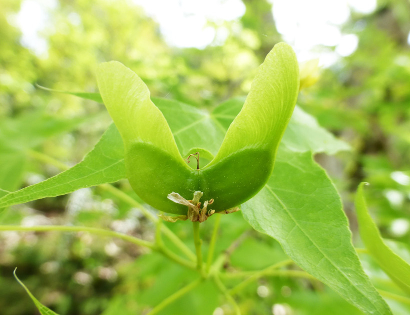 Sivun Acer truncatum Bunge kuva