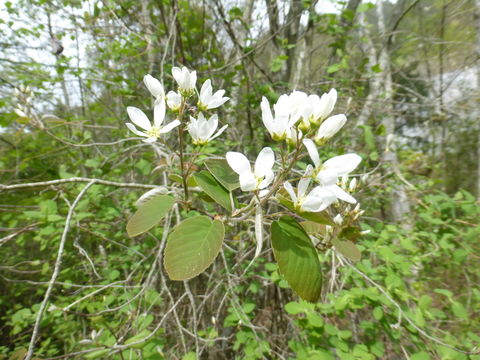 Image of Allegheny Serviceberry