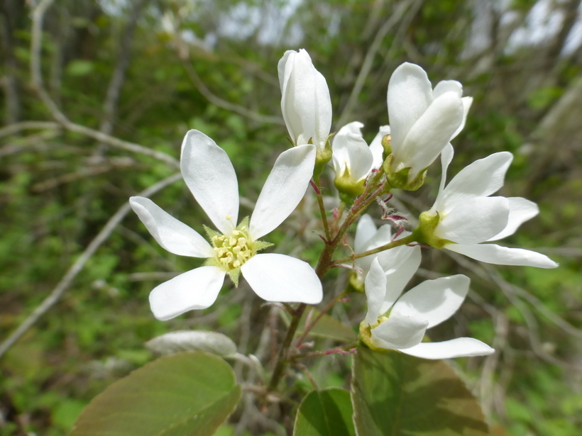 Image of Allegheny Serviceberry