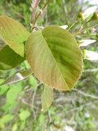 Image of Allegheny Serviceberry